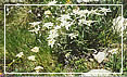 Parco Nazionale dello Stelvio : le stelle alpine, un simbolo della flora tipica